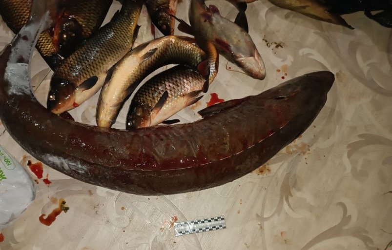 Он поймал самку сибирского осетра с икрой весом 3,4 кг прокуратура Бурятии