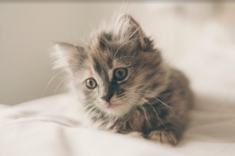 Тематическое фото pxhere.com