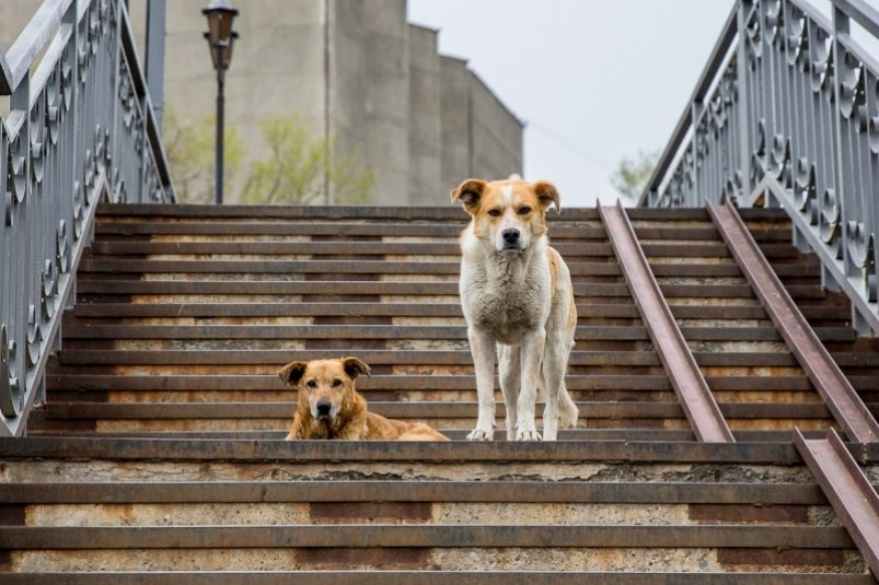 Отлов бродячих собак начнется в Краснодаре в декабре Александр Ратников