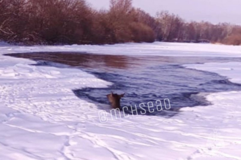 Изюбрь провалился в полынью на реке Бира в Биробиджане МЧС ЕАО