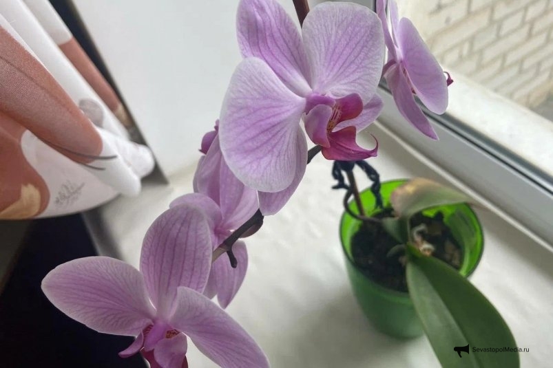 Поливаю орхидеи своим любимым напитком — и они цветут пышнее и дольше, чем после магазинных удобрений ИА SevastopolMedia