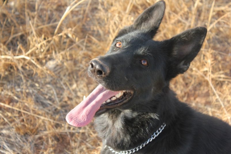 7 шагов, чтобы пережить смерть любимой собаки и сохранить светлые воспоминания pxhere.com