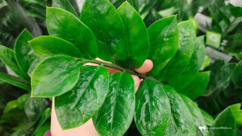  ИА SevastopolMedia