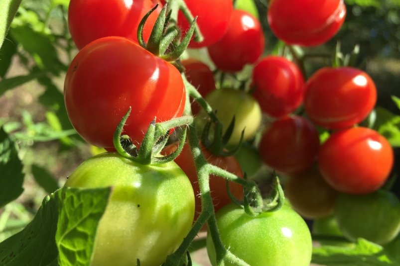 Тематическая иллюстрация Photo by form PxHere