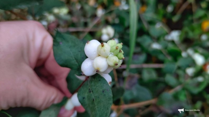 Снежноягодник Автора