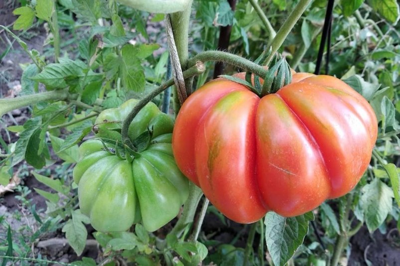 Тематическое фото unsplash.com