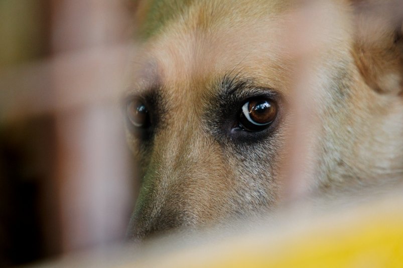 собака, домашние животные, фонд Умка, защитники животных, страх, предательство Евгений Кулешов, ИА PrimaMedia.ru