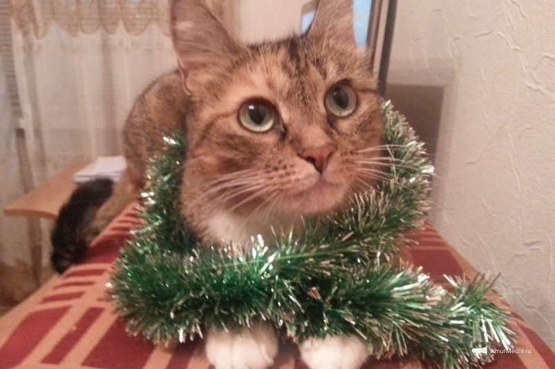 Тематическое фото ИА AmurMedia