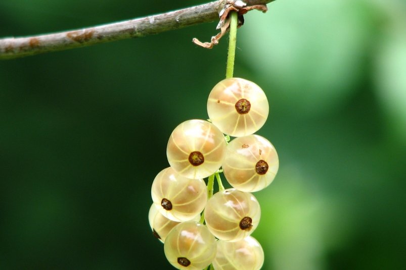 Тематическое фото pxhere.com (18+)