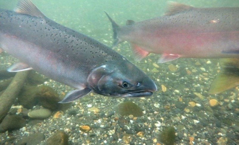 Тематическое фото Прокуратура Магаданской области