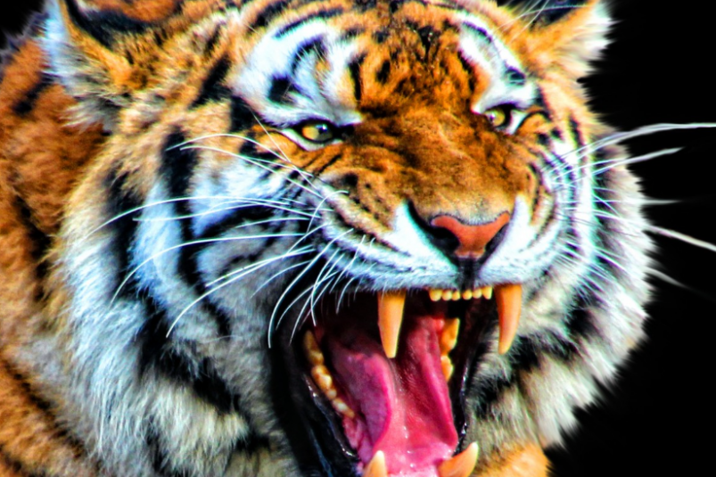 Тематическое фото pxhere.com (18+)