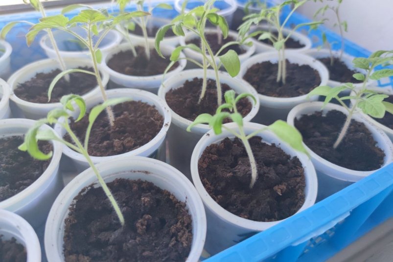 Посадил и забыл: что нужно посеять в начале декабря на рассаду и на грядки ИА Stavropol.Media