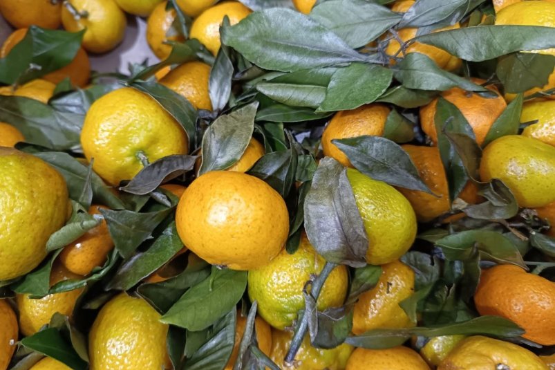 Фрукты ем, косточки в землю бросаю: как вырастить мандариновое дерево на подоконнике — план действий ИА SevastopolMedia.ru