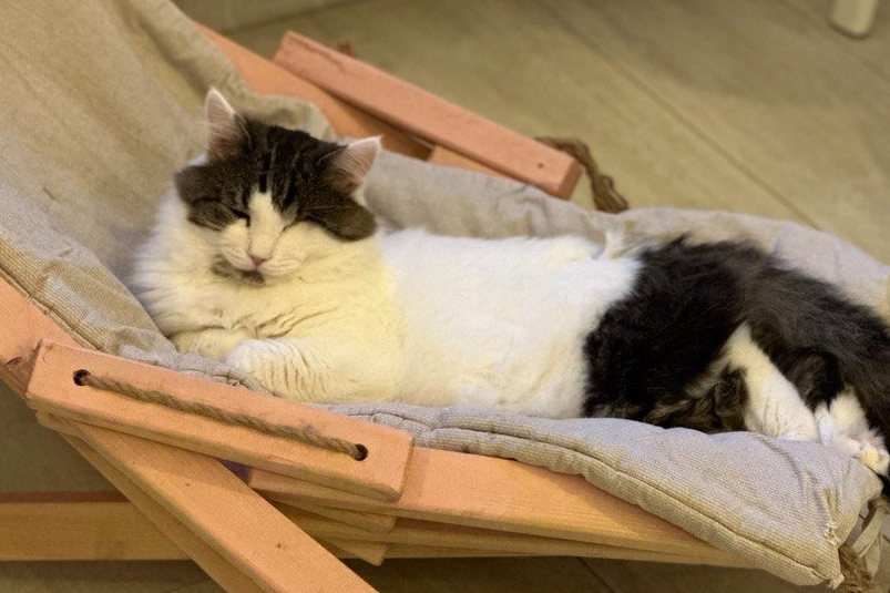 Декабрь - шотландец, февраль - сфинкс: какая кошка вам подходит: проверяем по месяцу рождения ИА Stavropol.Media