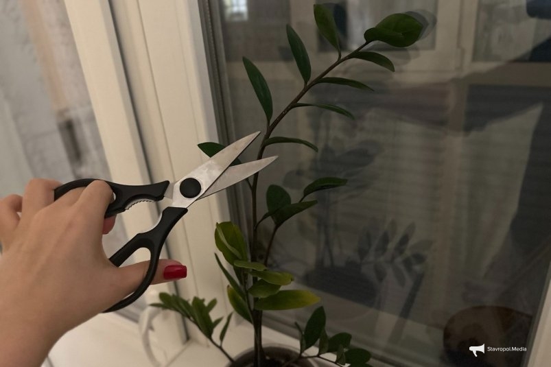 Обрезаю замиокулькас под прямым углом - и из каждого клубня лезет по 10 веток ИА Stavropol.Media