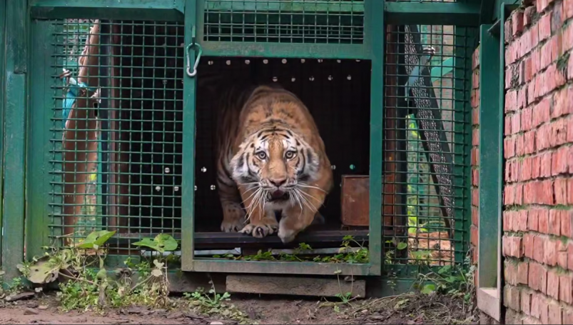 Тигрица Скриншот с видео