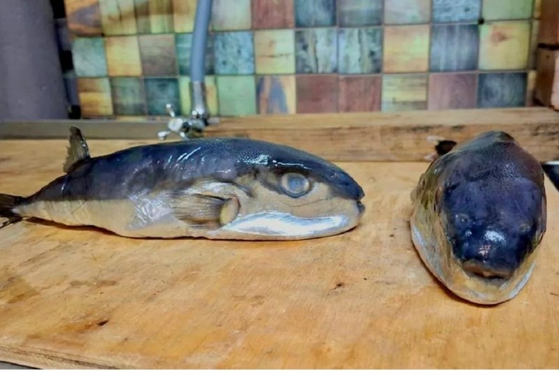 На Кубани продавали одну из самых ядовитых рыб в мире под видом скумбрии Пресс-служба прокуратуры Краснодарского края