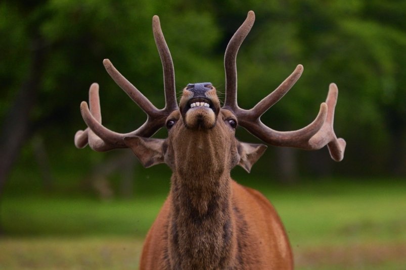 Животный мир Приморья ИА PrimaMedia