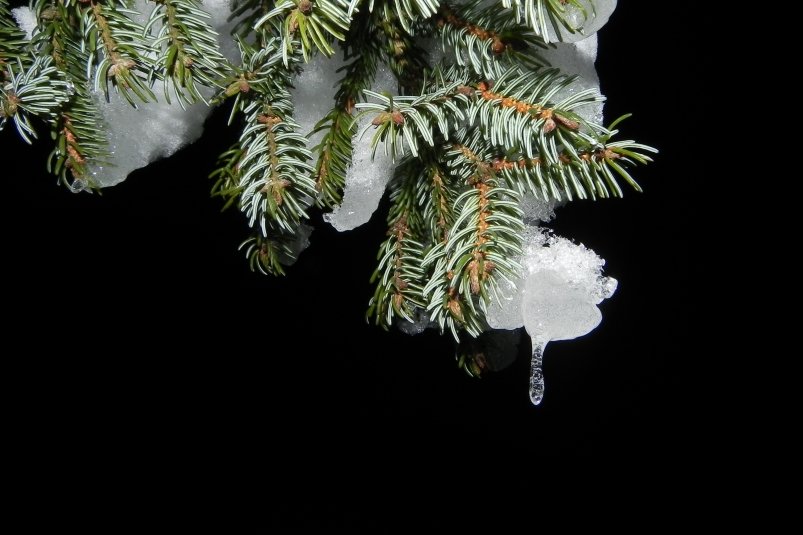 Тематическое фото pxhere.com