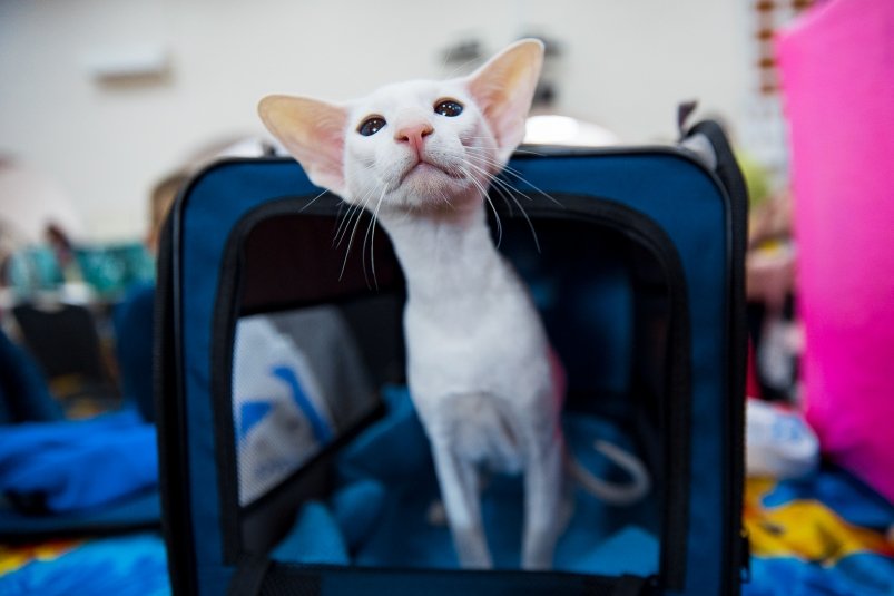 Госдума планирует взять под контроль разведение домашних животных Илья Аверьянов, ИА PrimaMedia.ru