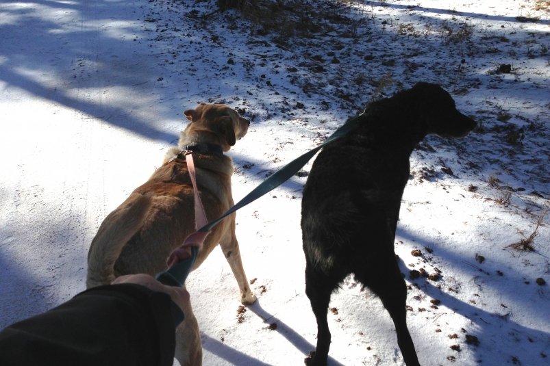 Прогулка с собакой стала рутиной? Сделайте один приём - вернете интерес и питомцу, и себе pxhere.com
