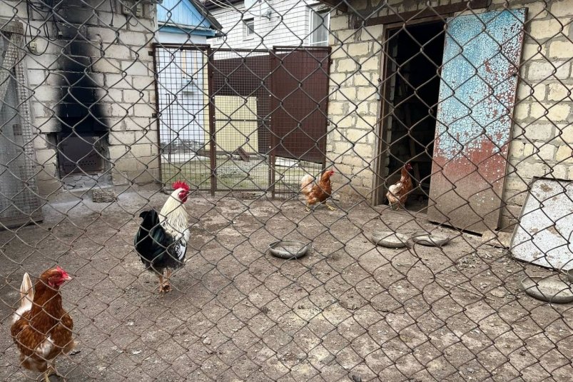 Вешаю это в курятнике, и птицы несутся как бешеные: даже зимой яйценоскость увеличится на 20% ИА Stavropol.Media