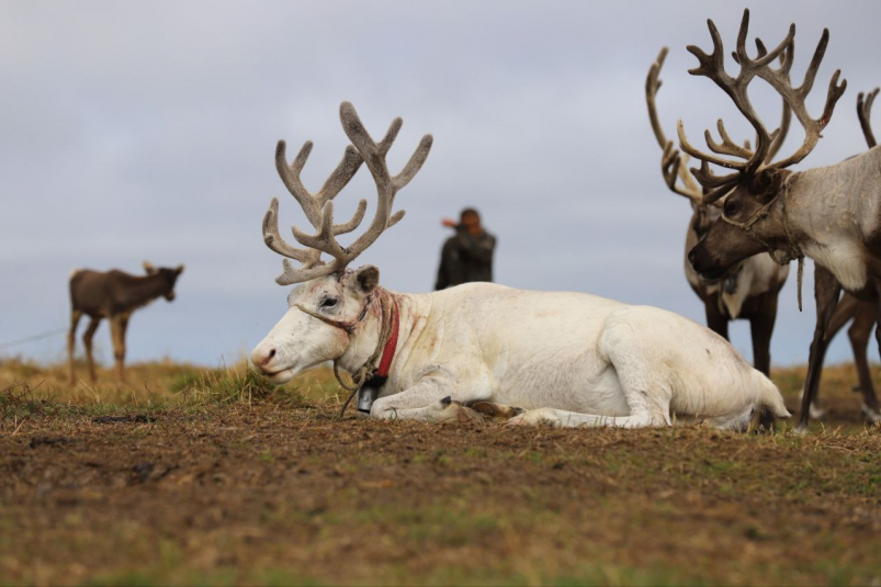 Северный олень telegram-канал "Знамя труда"