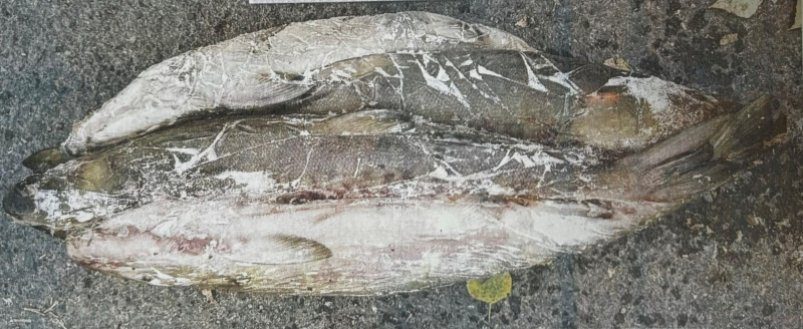 Рыбаки выловили кету в период нереста пресс-служба УТ МВД России по ДФО, по материалам ЛО МВД России на ст. Уссурийск