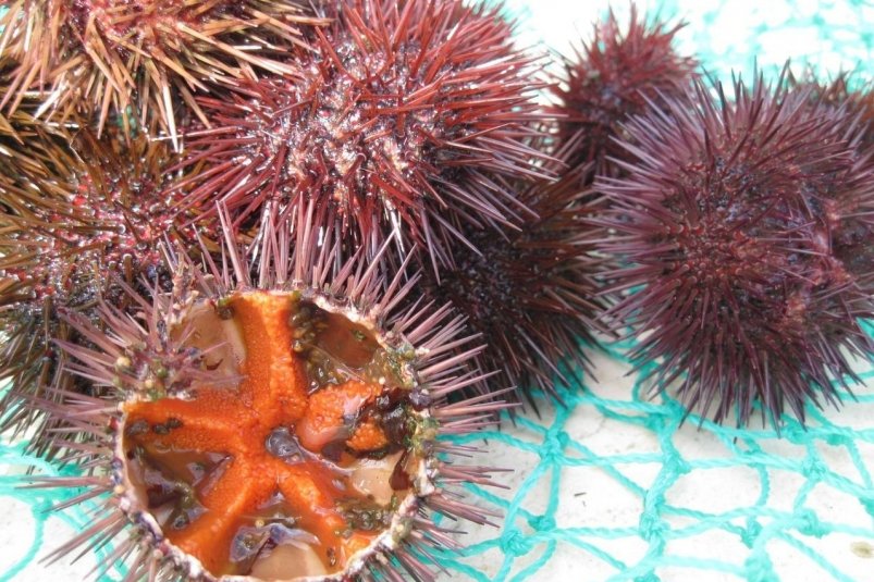 Сахалинца оштрафовали на 500 тыс. рублей с конфискацией более 103 млн за контрабанду пресс-служба Дальневосточной транспортной прокуратуры