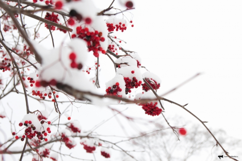 Тематическое фото Владислав Беляцкий, ИА SakhalinMedia