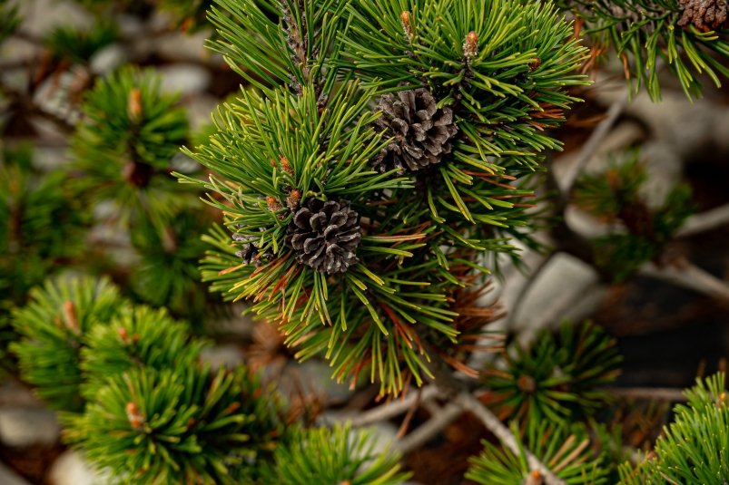 Юрист объяснил, чем грозит незаконная вырубка новогодней ели Илья Табаченко, ИА PrimaMedia.ru