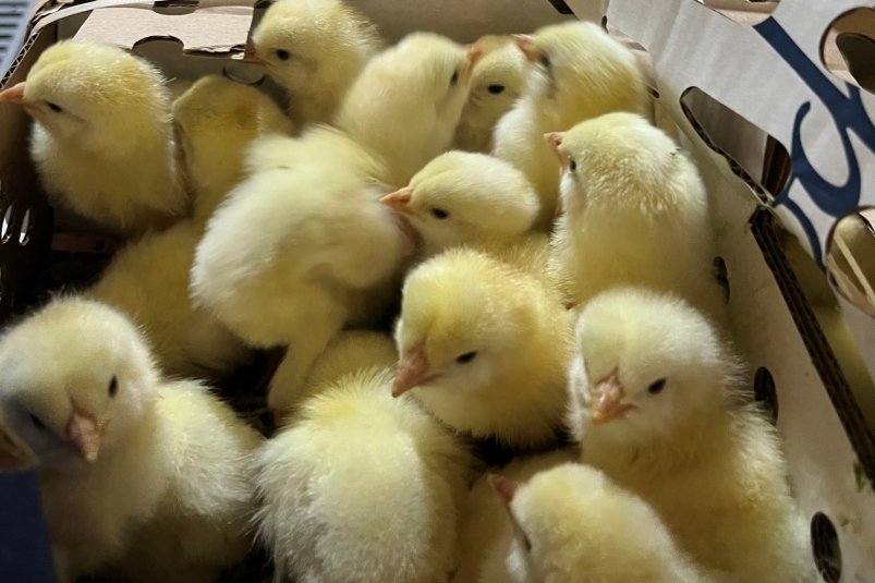 . пресс-служба управления Россельхознадзора по Красноярскому краю