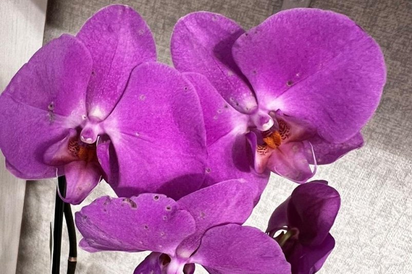 Орхидеям в декабре — обязательно: 3 капли в воду — и старый цветонос пробуждается и рвется вверх ИА Stavropol.Media