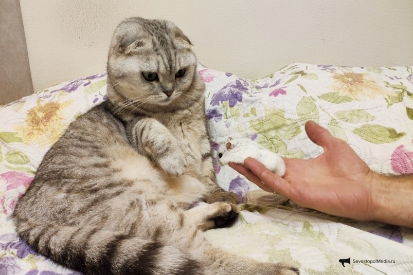 Тематическое фото ИА Stavropol.Media