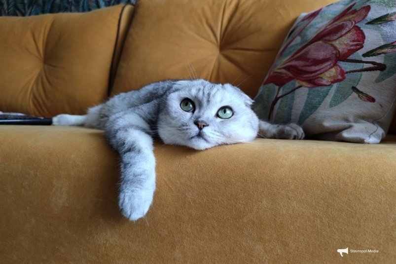 Как долго могут прожить кошки при благоприятных домашних условиях? ИА Stavropol.Media