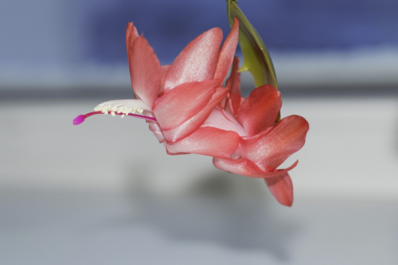 Тематическое фото pxhere.com