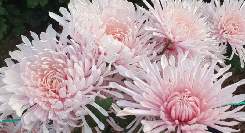 Хризантема "Фламинго" Портал НБС