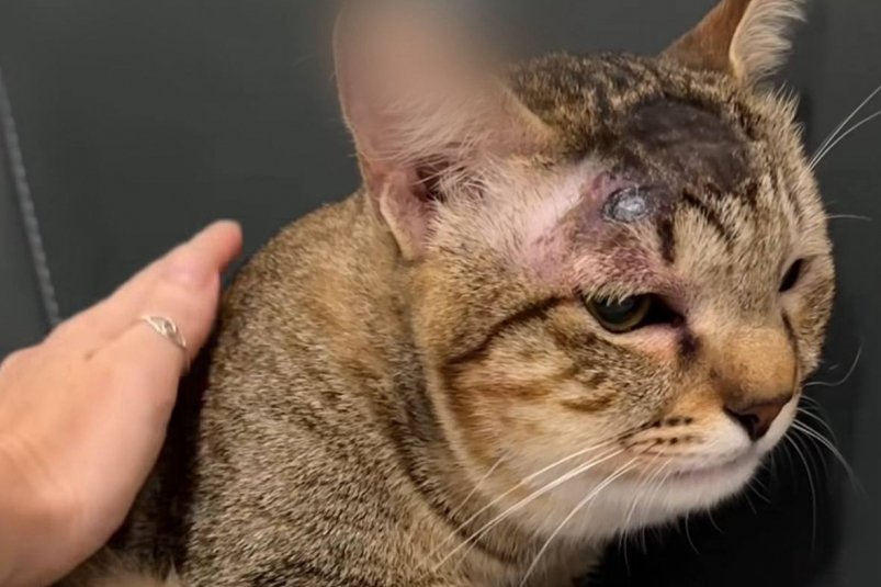 Кошка приняла на себя смертельный укус змеи и спасла россиян на Бали Соцсети