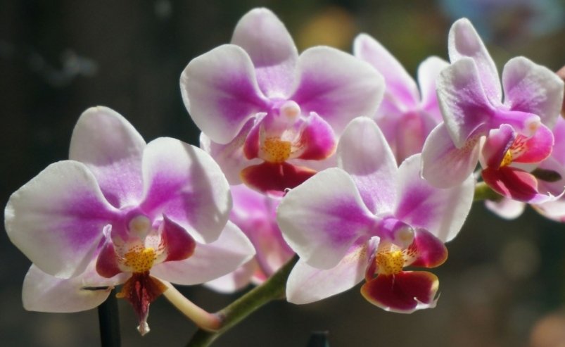 Тематическое фото pxhere.com