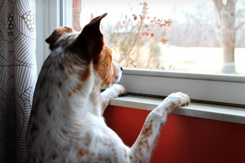 Тематическое фото pxhere.com