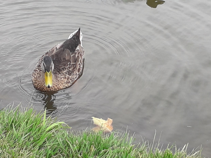 Тематическое фото Людмила Лата, ИА KrasnodarMedia