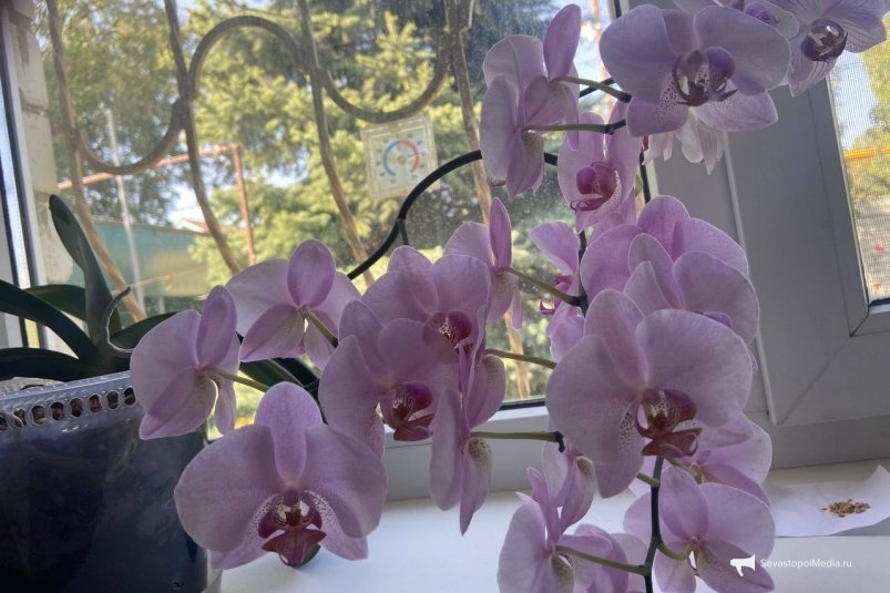 Добавляю 1 пипетку в горшок - и орхидея прет как ошалелая: цветы крупные и яркие, видны за 100 метров ИА SevastopolMedia