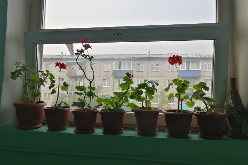 В декабре герани - обязательно: 2 мл в воду — и пышные шапки "прут" как на дрожжах Абрамченко Анета