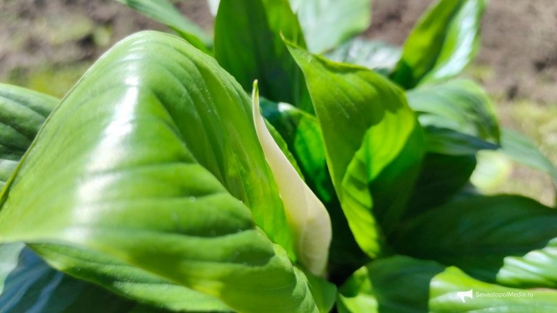  ИА SevastopolMedia