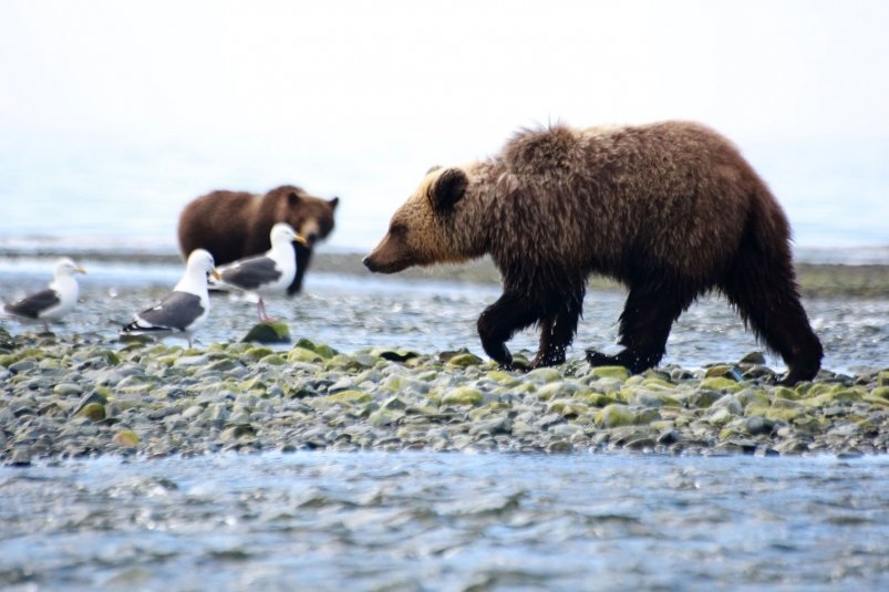 На Камчатке дронами отслеживают медведей перед зимней спячкой Чёрный Игорь, MagadanMedia.ru