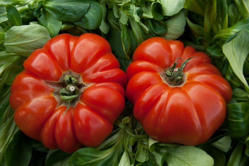 Томаты на грядке pxhere.com