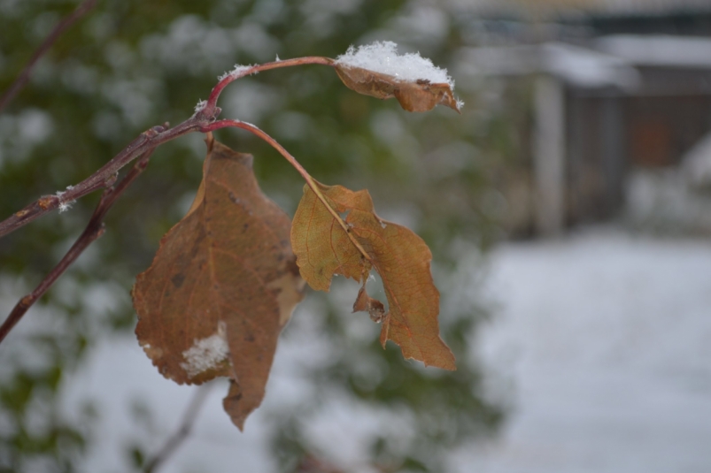 Тематическая фото Евгений Овдеенко, ИА OmskMedia