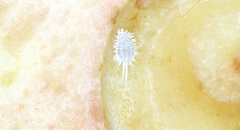 . пресс-служба ФГБУ "ЦОК АПК" по Алтайскому, Красноярскому краям, Новосибирской и Томской областям