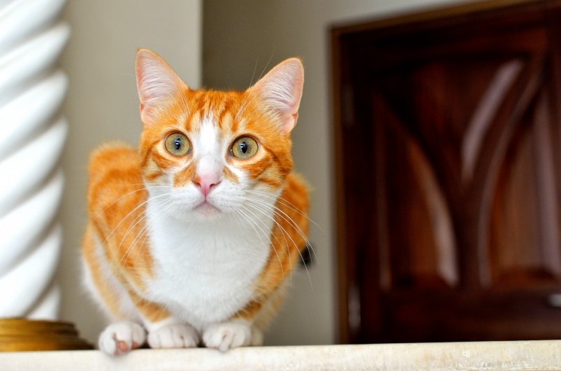 Кошка pxhere.com