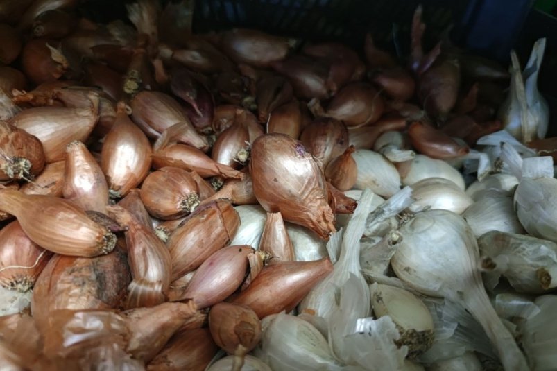 Овощи не сгниют и останутся свежими всю зиму: как хранить лук и чеснок у себя в подвале ИА Stavropol.Media